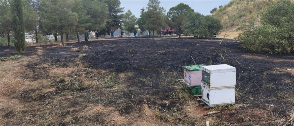 Πυρκαγιά στο Άλσος Βεΐκου: Συνελήφθη 45χρονος μελισσοκόμος