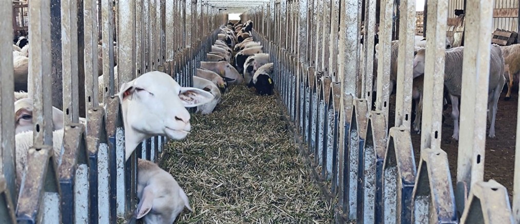 Ευλογιά των αιγοπροβάτων: Σχεδόν 500.000 τα ζώα που έχουν θανατωθεί