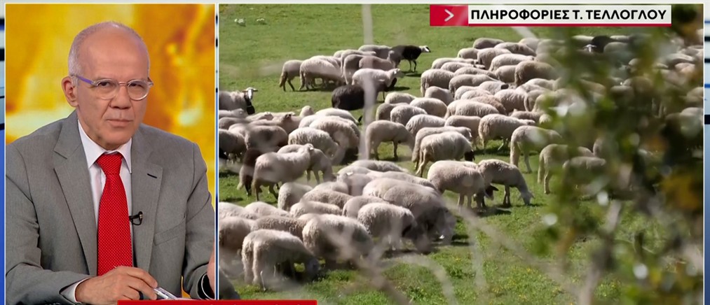 Τέλλογλου: Η κατάργηση επιδοτήσεων σε βιολογικό μέλι - κρέας και η χρηματοδότηση σε αρδευτικά έργα (βίντεο)