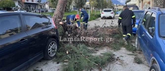 Λαμία: Δέντρο έπεσε πάνω σε αυτοκίνητα (βίντεο)