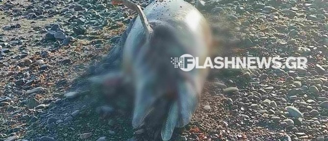 Χανιά: Νεκρό δελφίνι ξεβράστηκε σε παραλία (εικόνες)