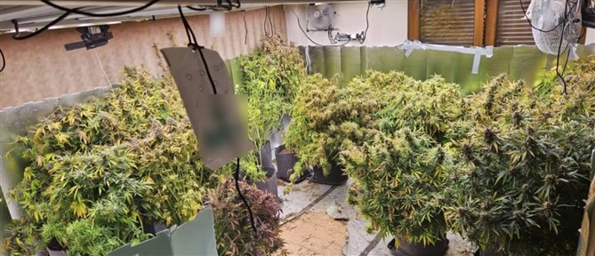 Έστησαν εργαστήρι καλλιέργειας κάνναβης σε διώροφη κατοικία στη Θεσσαλονίκη - Σε δύο συλλήψεις προχώρησαν οι αρχές