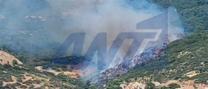 Φωτιά στο Φίλυρο Θεσσαλονίκης - Ήχησε το 112