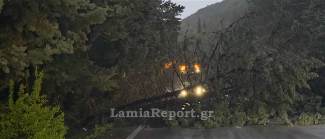 Έκλεισε η εθνική οδός Θερμοπυλών - Ιτέας, προς Μπράλο λόγω πτώσης δέντρων (εικόνες)