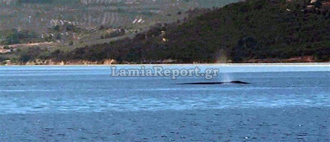 Φάλαινα εμφανίστηκε ανοιχτά του Θεολόγου στον Βόρειο Ευβοϊκό Κόλπο (βίντεο)
