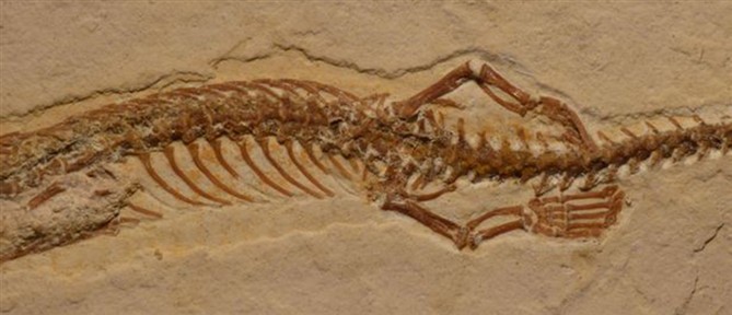 Κίνα: Βρέθηκαν δεκάδες άγνωστα είδη ζώων που επιβίωσαν από μαζική εξαφάνιση