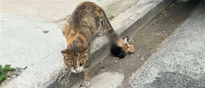 Κτηνωδία στο Βόλο: Απάνθρωποι έδεσαν νεογέννητα γατάκια στην ουρά της μητέρας τους