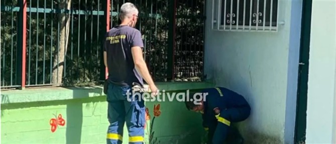Θεσσαλονίκη: Φίδια σε νηπιαγωγείο στις Συκιές