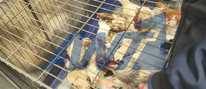 ΕΦΕΤ: Καμία εμπλοκή στο περιστατικό παράνομης εκτροφής ζώων σε ταράτσα κτιρίου στους Αμπελόκηπους