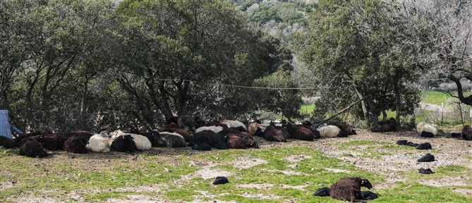 Λέσβος: Σε ισχύ τα μέτρα για τον αφθώδη πυρετό - Τι προβλέπεται για ζώα, γάλα, κρέας, ζωικά υποπροϊόντα και ζωοτροφές