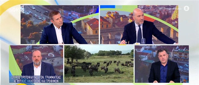 "Καλημέρα Ελλάδα" - Γενικός Γραμματέας Αγροτικής Ανάπτυξης και Τροφιμων: "Lockdown" στην Λέσβο μετά από κρούσμα αφθώδους πυρετού