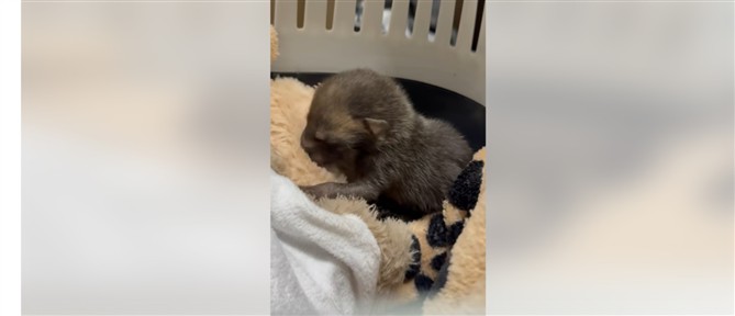 Αλεπουδάκι βρέθηκε με το αδελφάκι του στην παιδική χαρά Άλσους Περιστερίου