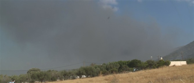 Πυρκαγιά σε δασική έκταση στην περιοχή Κωφοί Μαγνησίας