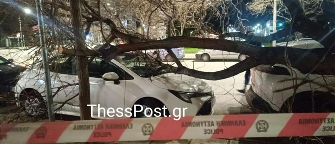 Θεσσαλονίκη: Θυελλώδεις άνεμοι ξερίζωσαν δένδρα που έπεσαν σε αυτοκίνητα (εικόνες)