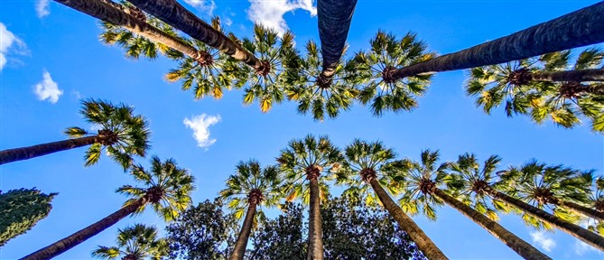 Τι καιρό θα κάνει την Κυριακή των Βαΐων