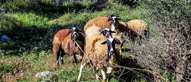 Θεσσαλονίκη: Πατέρας και γιος συνελήφθησαν για παράνομη μεταφορά 26 ζώων