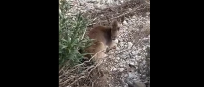 Διέσωσαν τυφλή και τραυματισμένη ελαφίνα σε δύσβατη περιοχή στη Ρόδο