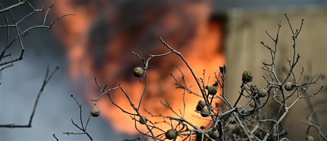 Οριοθετήθηκε η πυρκαγιά στο Παλαιοχώρι Χαλκιδικής - Μεγάλη η κινητοποίηση της Πυροσβεστικής