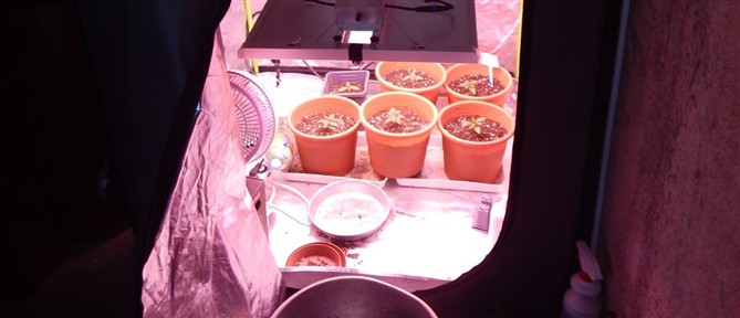 Άγιος Νικόλαος: Συνελήφθη 42χρονος που καλλιεργούσε δενδρύλλια κάνναβης σε ειδικό διαμορφωμένο χώρο