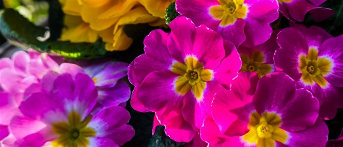 Εορτολόγιο: Ποιοι γιορτάζουν σήμερα 4 Μαρτίου